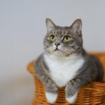 Tips dan Manfaat Berbicara dengan Kucing